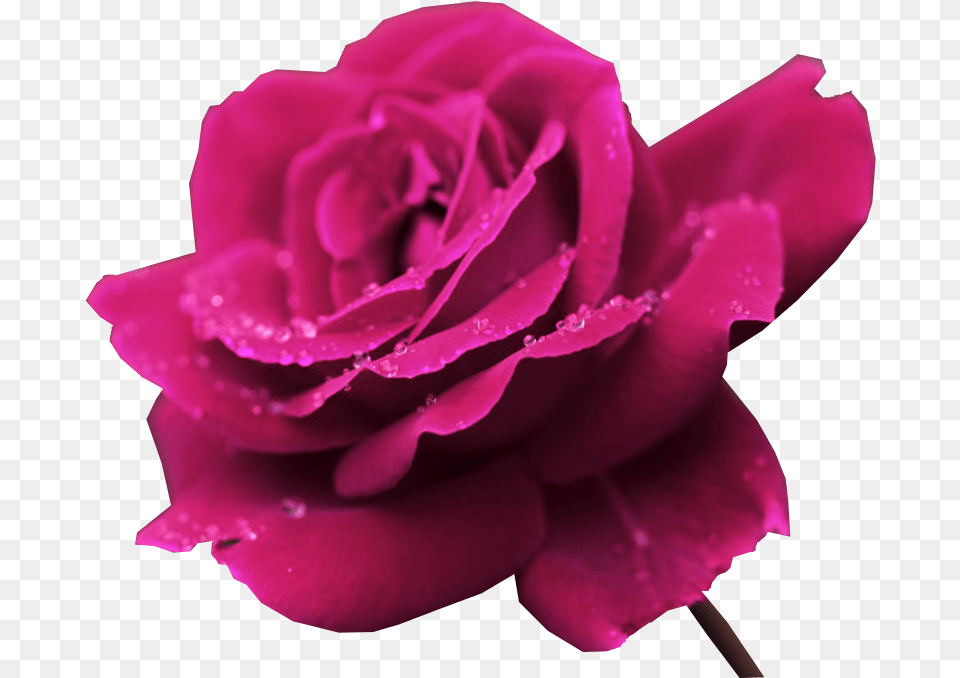 V 1080p Roses, Flower, Plant, Rose Free Transparent Png