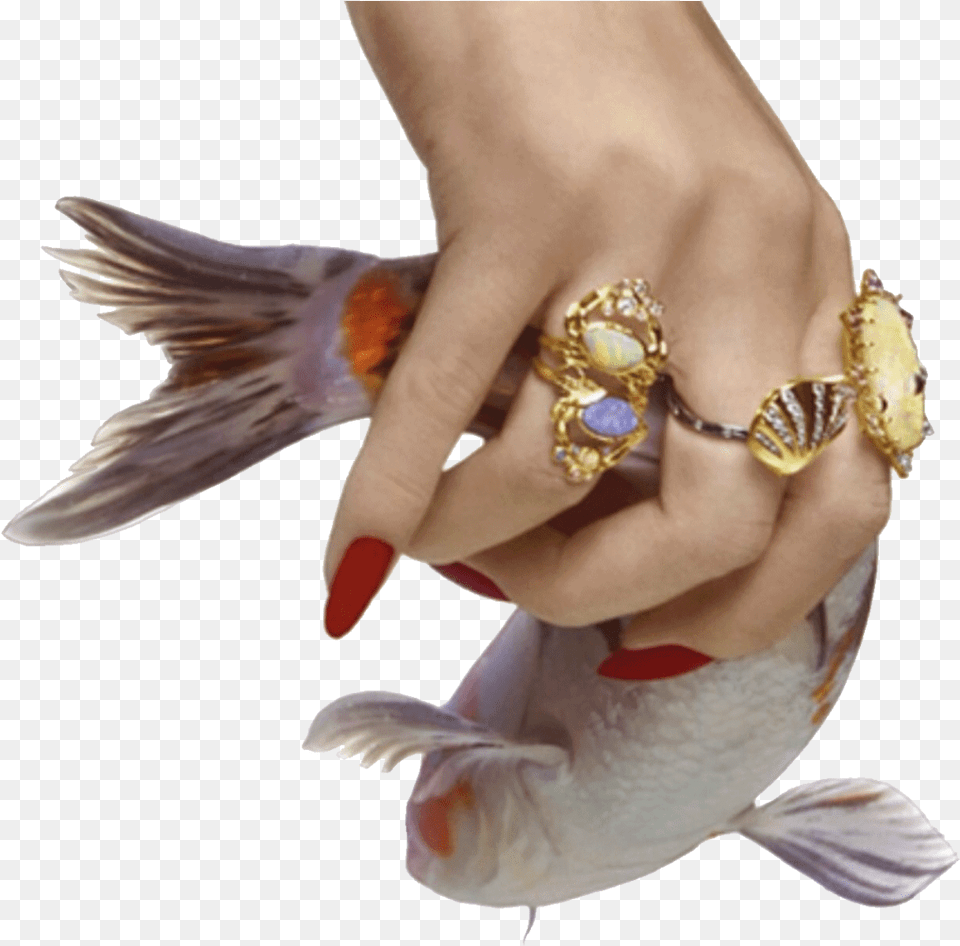 V Aesthetic Mood, Accessories, Jewelry, Animal, Bird Png Image
