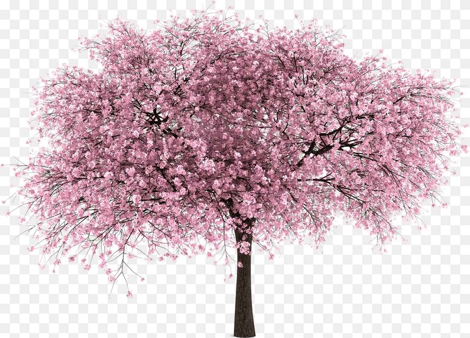 V Cherry Blossom Tree Transparent Background, Flower, Plant, Cherry Blossom Png Image
