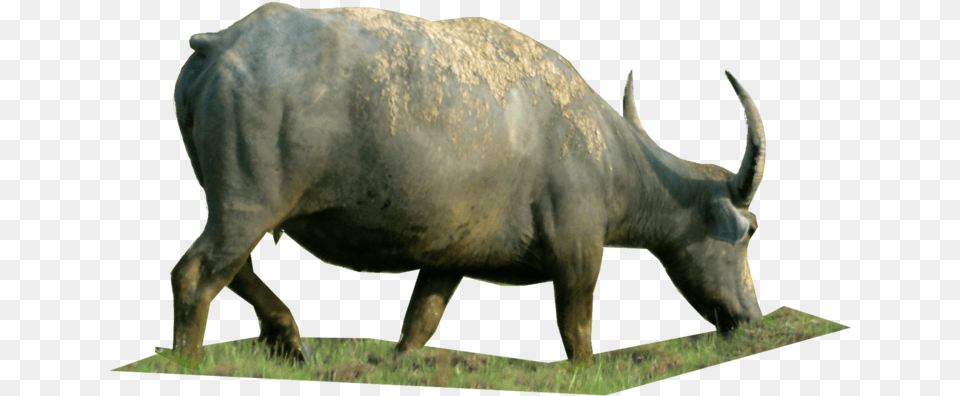 V Domestic Water Buffalo, Animal, Bull, Mammal, Wildlife Free Transparent Png