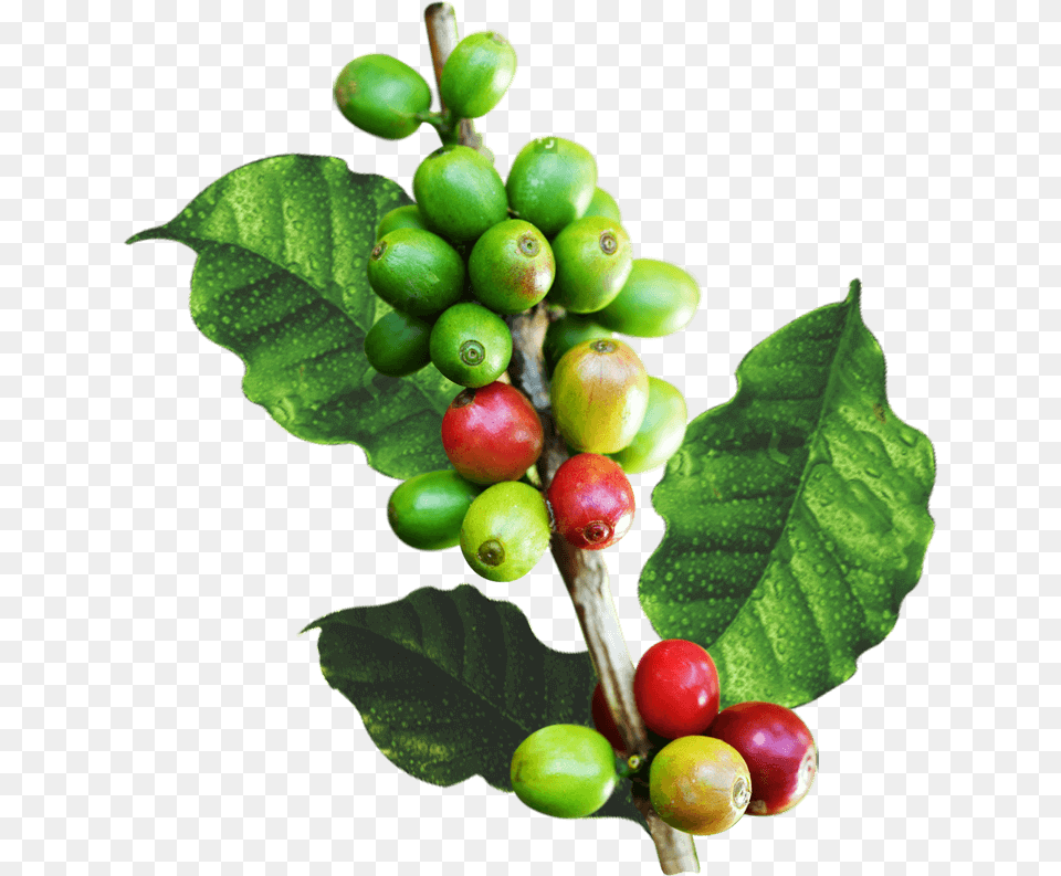 V Rama Cafe, Plant, Food, Fruit, Produce Free Transparent Png