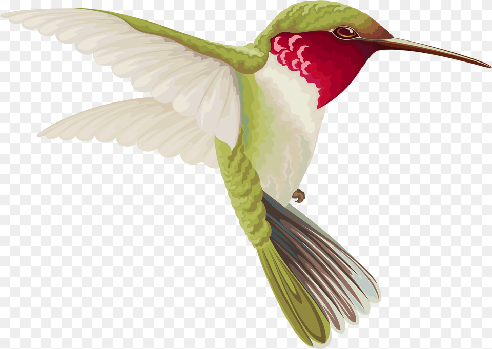 V Transparent Background Hummingbird Clip Art, Animal, Bird, Flying Png