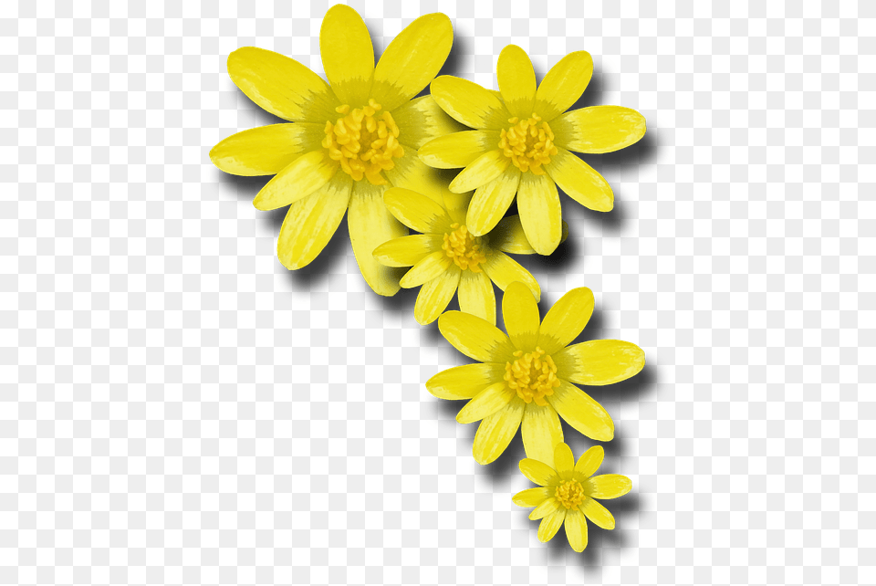 V Yellow Spring Flower, Anther, Plant, Pollen, Daisy Png
