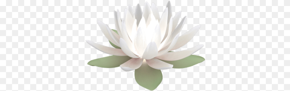 V06 Photo Lotus 49 Transparent Background White Lotus, Flower, Lily, Plant, Pond Lily Png