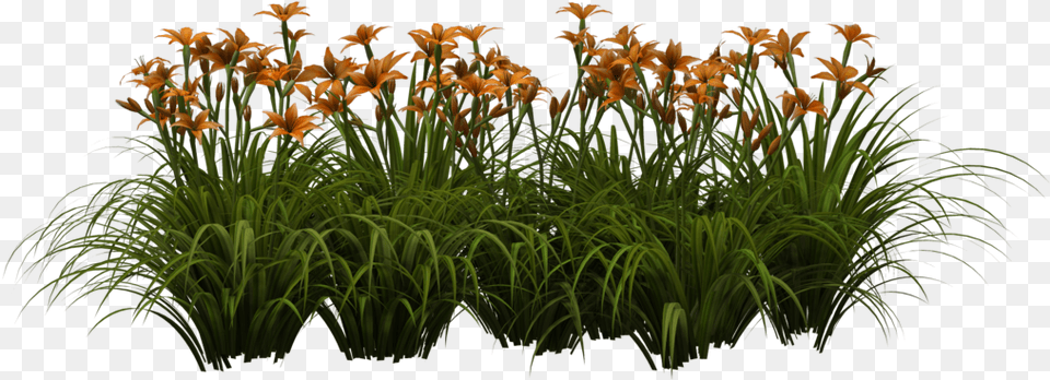 V50 Oq65 Lily Leaves Editing Flower Hd, Plant, Vegetation, Amaryllidaceae, Iris Free Png
