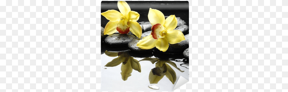 V59 Pictures 400x400 Pixel Orchid On Water Orchids, Flower, Petal, Plant, Flower Arrangement Free Png