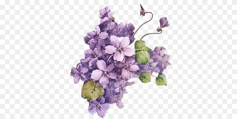 V73 Backgrounds 3d Purple Flowers Bf 17 Lavender Flower Vintage, Plant, Geranium, Petal, Animal Free Png Download