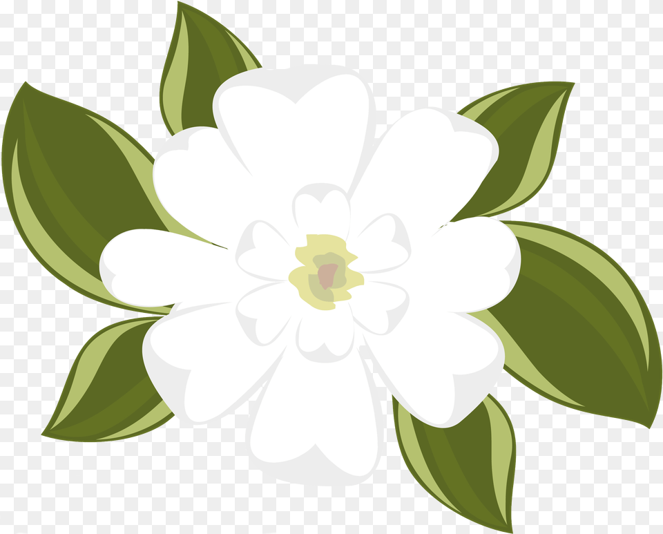 V85 Wallpaper Magnolia White Pixel U003e 2800x2254 Magnolia Clipart, Anemone, Flower, Plant, Anther Free Transparent Png