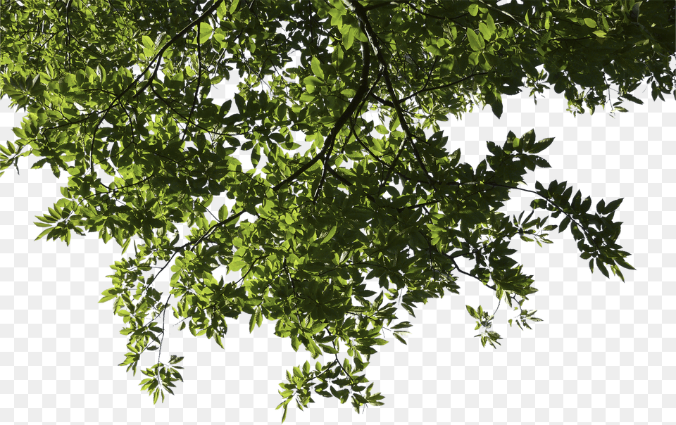 V89 Wallpapers Fabulous Tree Format Tree Branch, Green, Vegetation, Sycamore, Plant Free Png