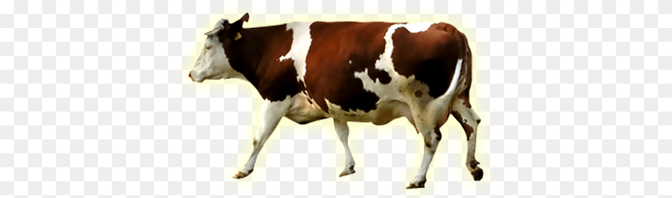 Vaca, Animal, Cattle, Cow, Dairy Cow Free Png Download