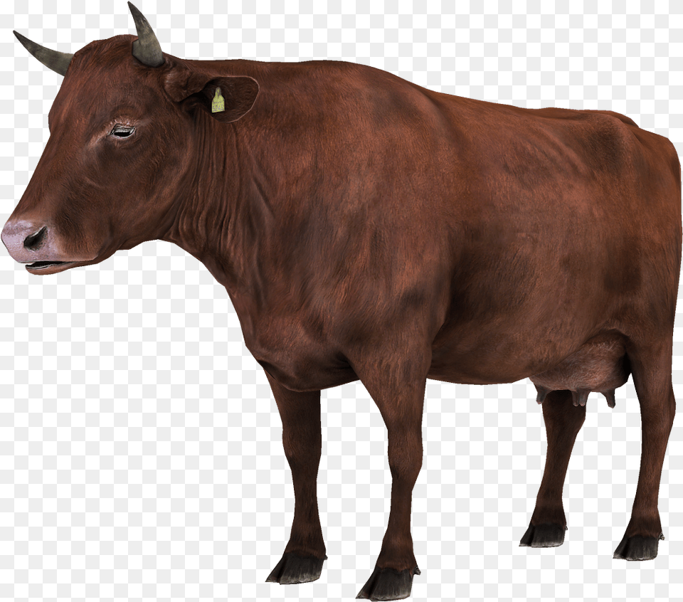 Vaca Animales Collecta Angus Bull, Animal, Cattle, Cow, Livestock Free Png