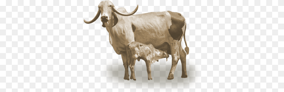 Vaca Leiteira Gir Eva Fazenda Do Cortume Curvelo Mg Bezerro Vaca, Animal, Cattle, Livestock, Mammal Png