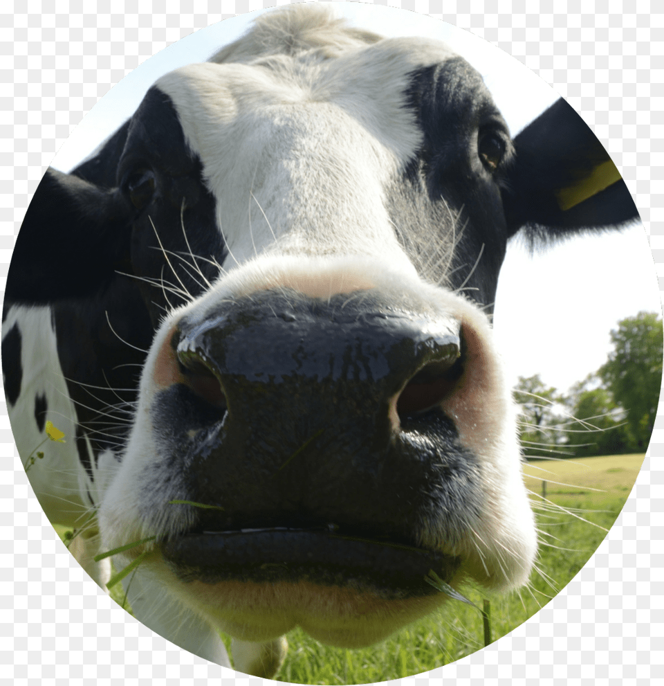 Vaca Sticker Stickers Vacas, Animal, Cattle, Cow, Livestock Png Image