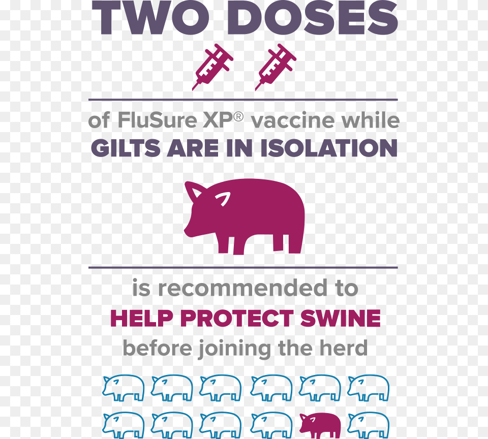 Vaccine Info Pig Vaccination Program Philippines, Advertisement, Poster, Animal, Bear Free Transparent Png