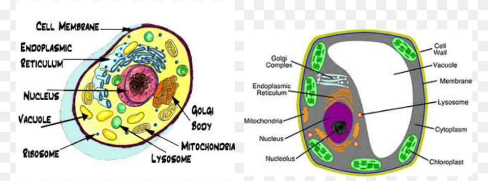 Vacuole Animal Cell Organelles Surround The Cell, Bow, Weapon, Arrow, Diagram Free Png Download