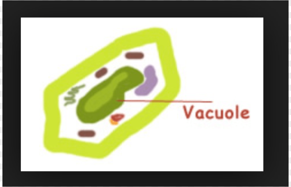 Vacuole In Plant Clipart Png Image