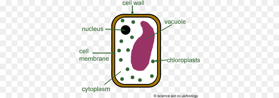 Vacuoles Simple Plant Cell Diagram, Ammunition, Grenade, Weapon Free Png Download