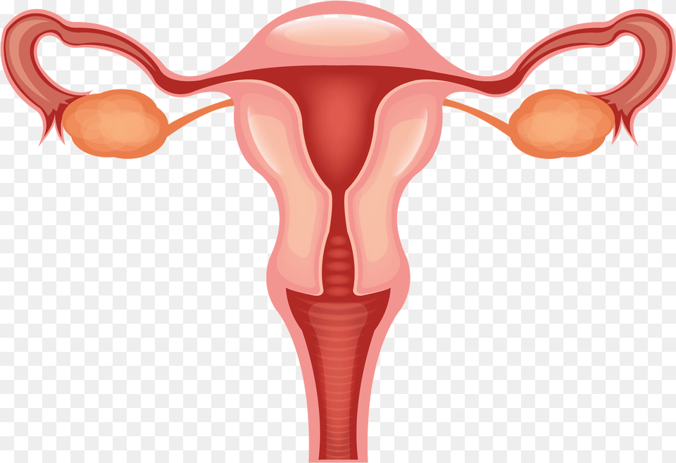 Vagina Clip Svg Female Reproductive System Clipart, Smoke Pipe, Animal, Bird, Flamingo Free Transparent Png