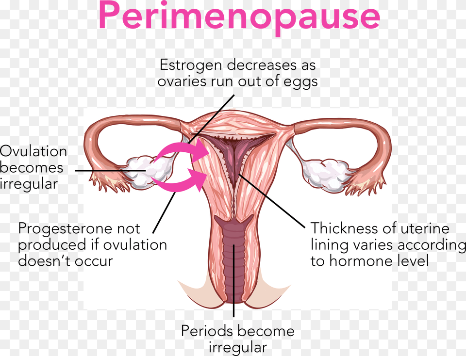 Vagina Diagram, Animal, Food, Invertebrate, Lobster Free Transparent Png