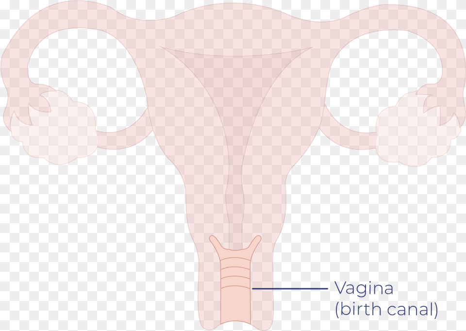 Vaginal Cancer Talk Peach Cartoon, Clothing, Lingerie, Underwear, Baby Free Png Download