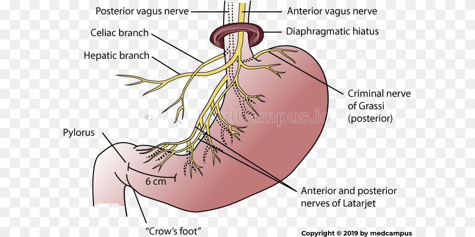 Vagus Nerve Hepatic Branch, Body Part, Stomach Free Png