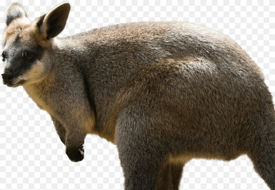 Valabi, Animal, Kangaroo, Mammal Free Png Download