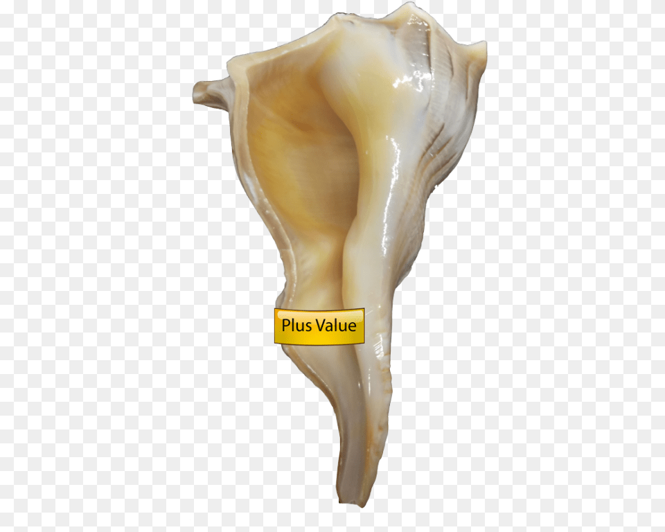 Valampuri Right Hand Conch Shell Dakshinavarti Shankh Dakshinavarti Shankh, Animal, Invertebrate, Sea Life, Seashell Free Png Download