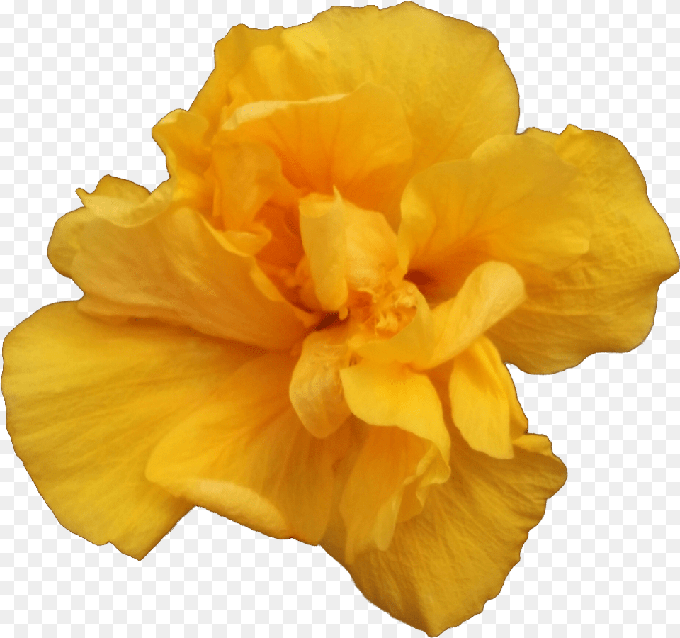 Valencia A Single Yellow Rose 1000x1000 Clipart Yellow Carnation Flowers, Flower, Plant, Petal, Hibiscus Png