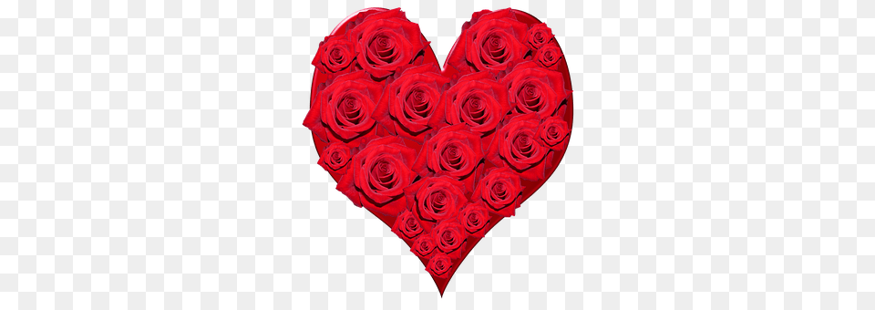 Valentine Rose, Flower, Plant, Heart Png