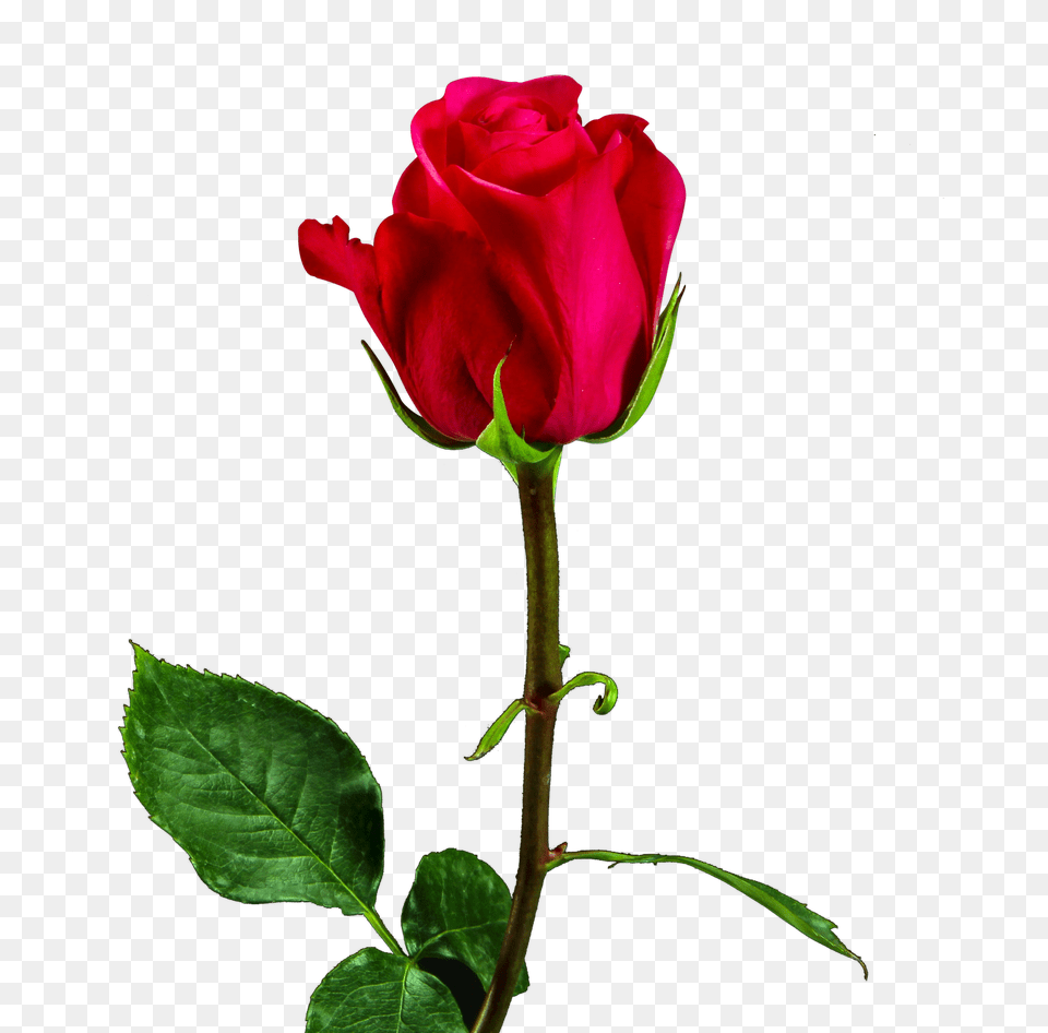Valentine Day Red Rose Image Valentine Day Rose, Flower, Plant Png