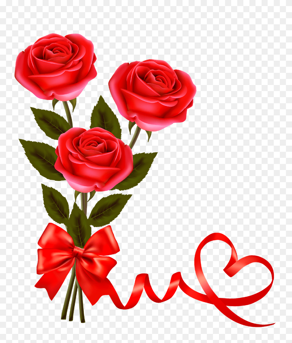 Valentine Red Rose Pictures And Clipart, Flower, Plant Free Png Download