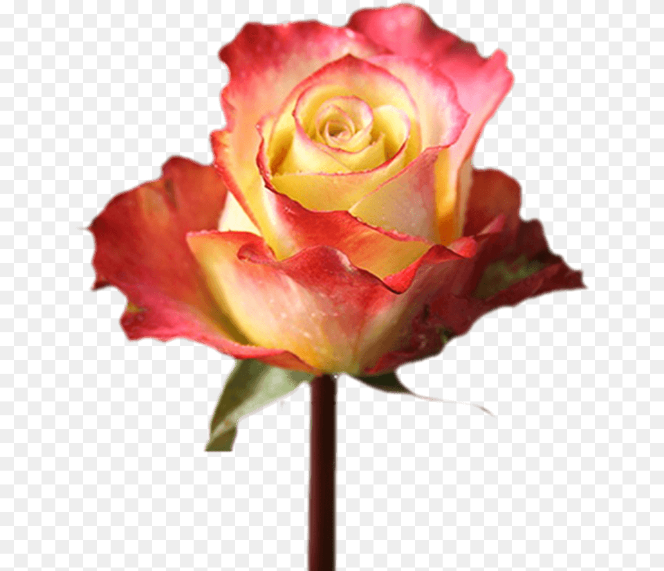 Valentine S Day Fundrasing With Flowers Single Roses Floribunda, Flower, Plant, Rose Png Image