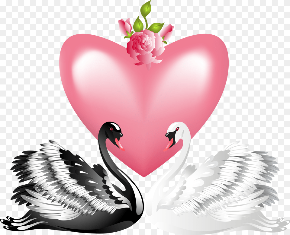 Valentine S Day Love Swans Clip Art Black Swan And White Swan Art, Heart, Flower, Petal, Plant Png