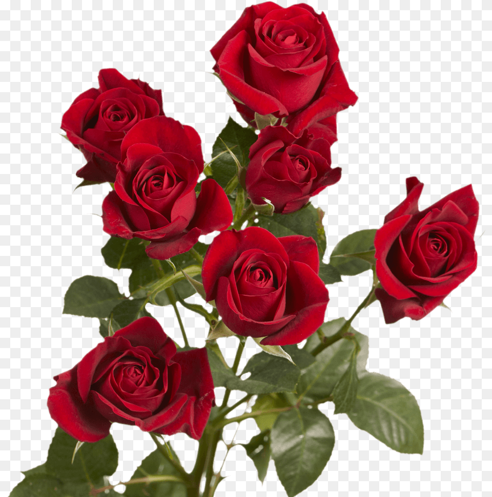 Valentine S Day Red Spray Roses Delivery Floribunda, Flower, Flower Arrangement, Plant, Rose Free Transparent Png