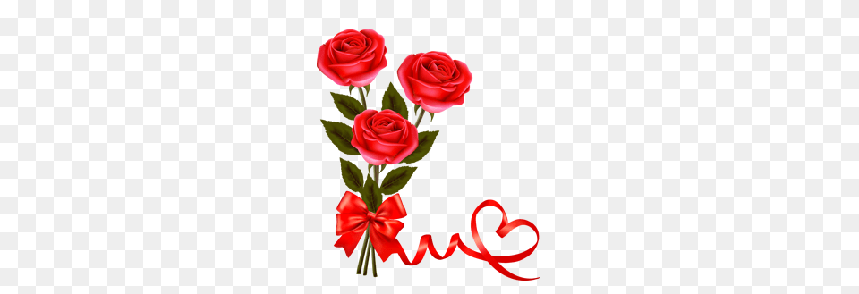 Valentine Single Roses Flower, Flower Arrangement, Flower Bouquet, Plant Png Image