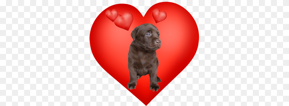 Valentines Day Hearts Valentine Graphics Companion Dog, Animal, Canine, Mammal, Pet Free Transparent Png