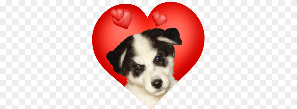 Valentines Day Hearts Valentine Graphics Day, Animal, Canine, Dog, Mammal Png