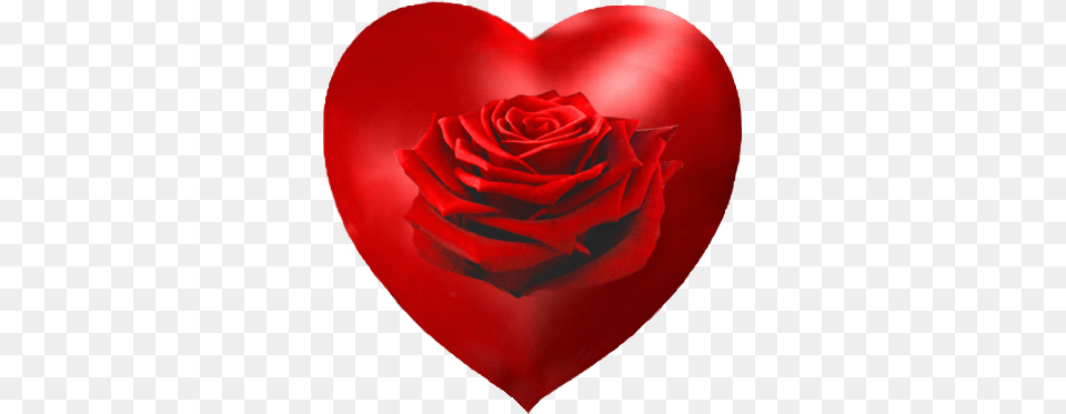 Valentines Day Hearts Valentine Graphics Garden Roses, Flower, Plant, Rose, Petal Free Transparent Png