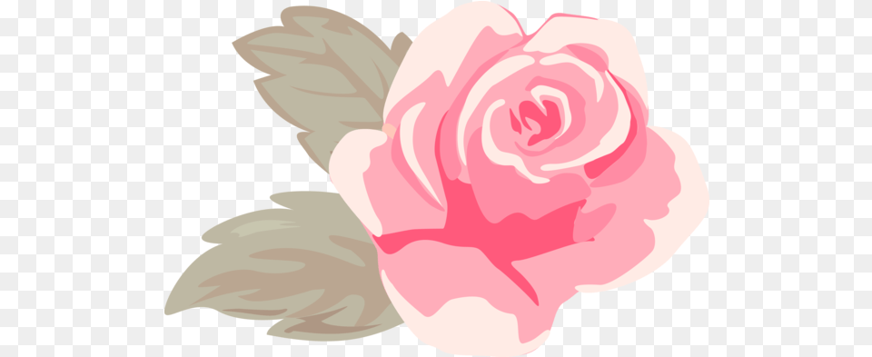 Valentines Day Pink Rose Petal For Girly, Flower, Plant, Carnation Free Png