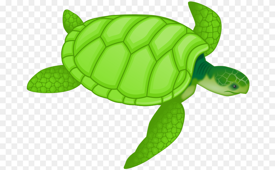 Valessiobrito Green Sea Turtle, Animal, Reptile, Sea Life, Tortoise Free Transparent Png