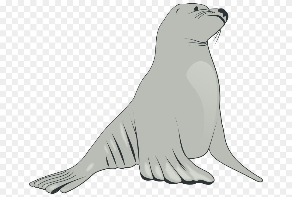 Valessiobrito Sea Lion, Animal, Mammal, Sea Life, Sea Lion Free Transparent Png