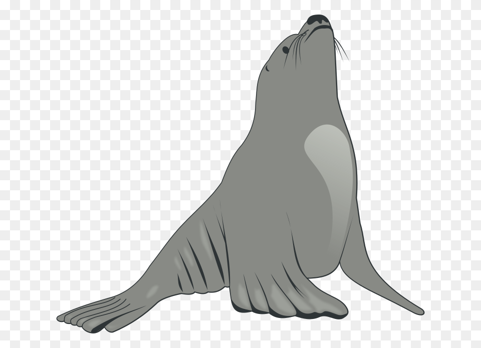 Valessiobrito Sea Lion, Animal, Mammal, Sea Life, Sea Lion Free Transparent Png