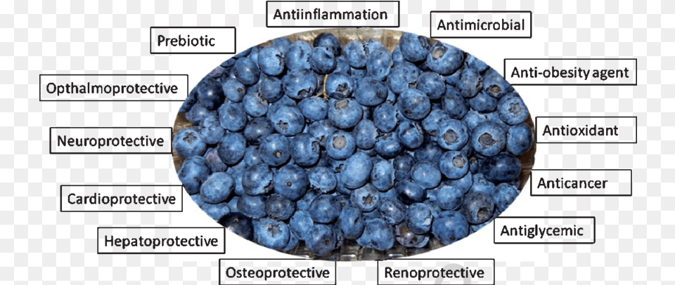 Validated Ameliorative Properties Of Blueberry Download Juniper Berry, Food, Fruit, Plant, Produce Free Png