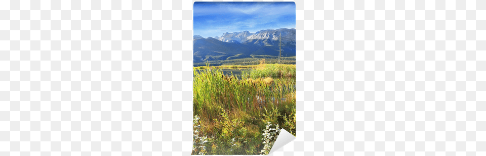 Valley Lake Jasper Overgrown With Tall Grass Wall Lake Jasper, Wilderness, Scenery, Plant, Outdoors Free Png Download