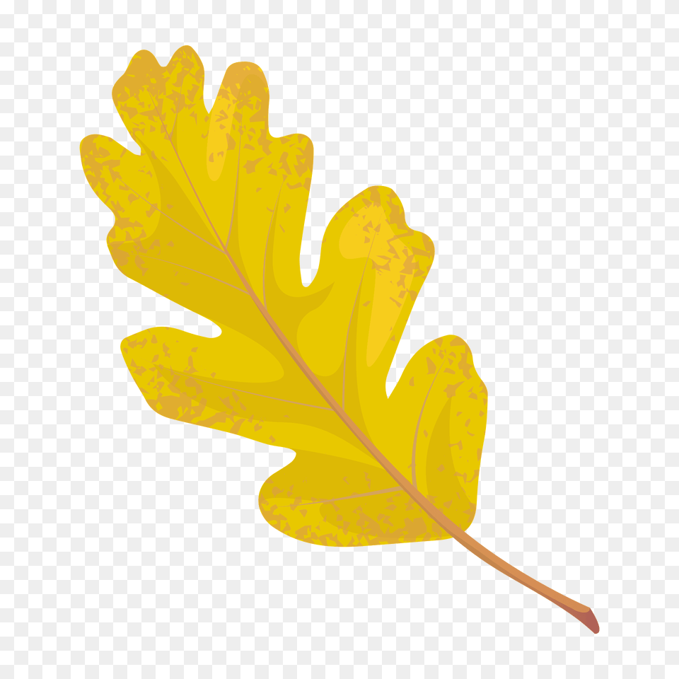 Valley Oak Autumn Leaf Clipart, Plant, Tree, Smoke Pipe Png Image