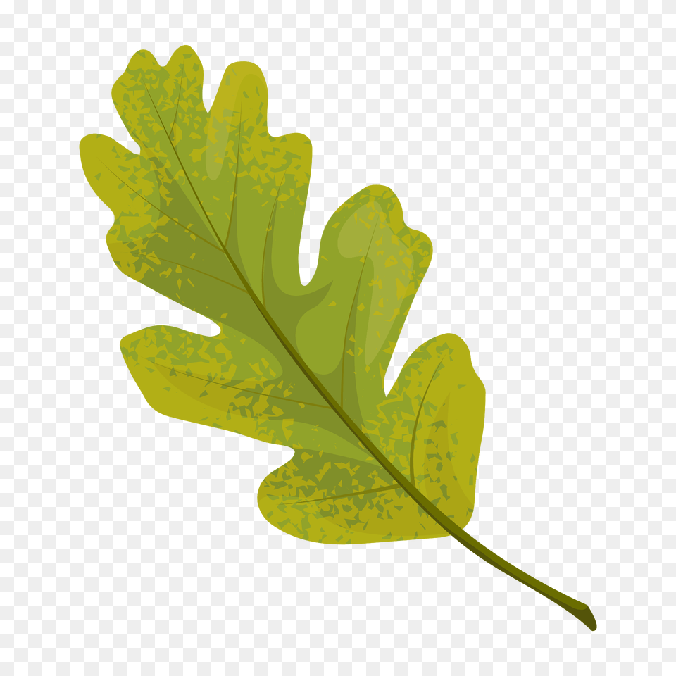 Valley Oak Summer Leaf Clipart, Plant, Food, Produce, Tree Free Png