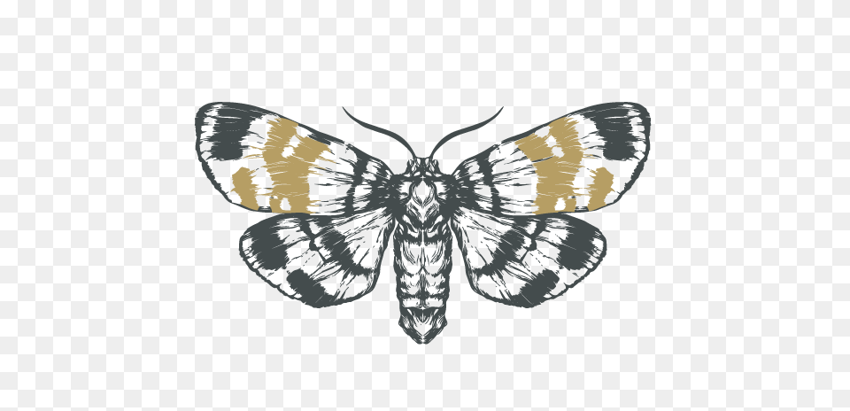 Valleys Pest Servicessketch Moth, Animal, Butterfly, Face, Head Png Image