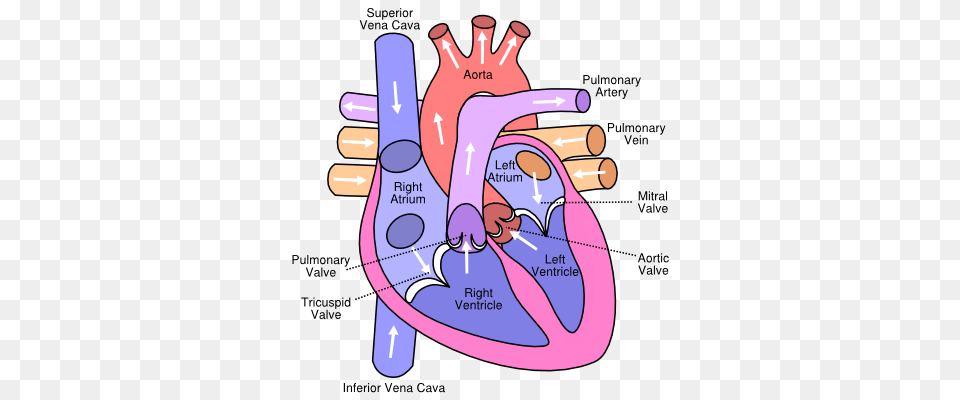 Valvular Heart Disease Clip Art Cliparts, Massage, Person, Dynamite, Weapon Png Image