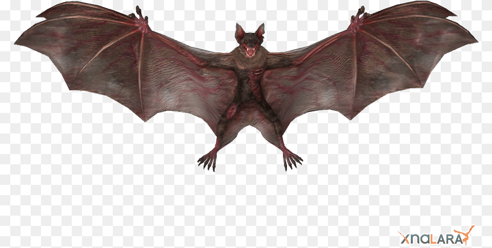 Vampire Bat, Animal, Mammal, Wildlife, Kangaroo Free Transparent Png