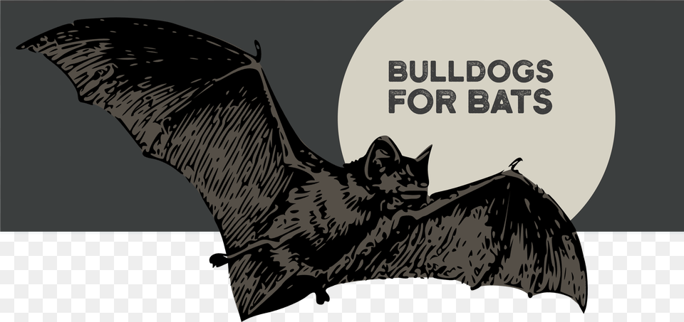 Vampire Bat, Animal, Mammal, Wildlife Free Transparent Png